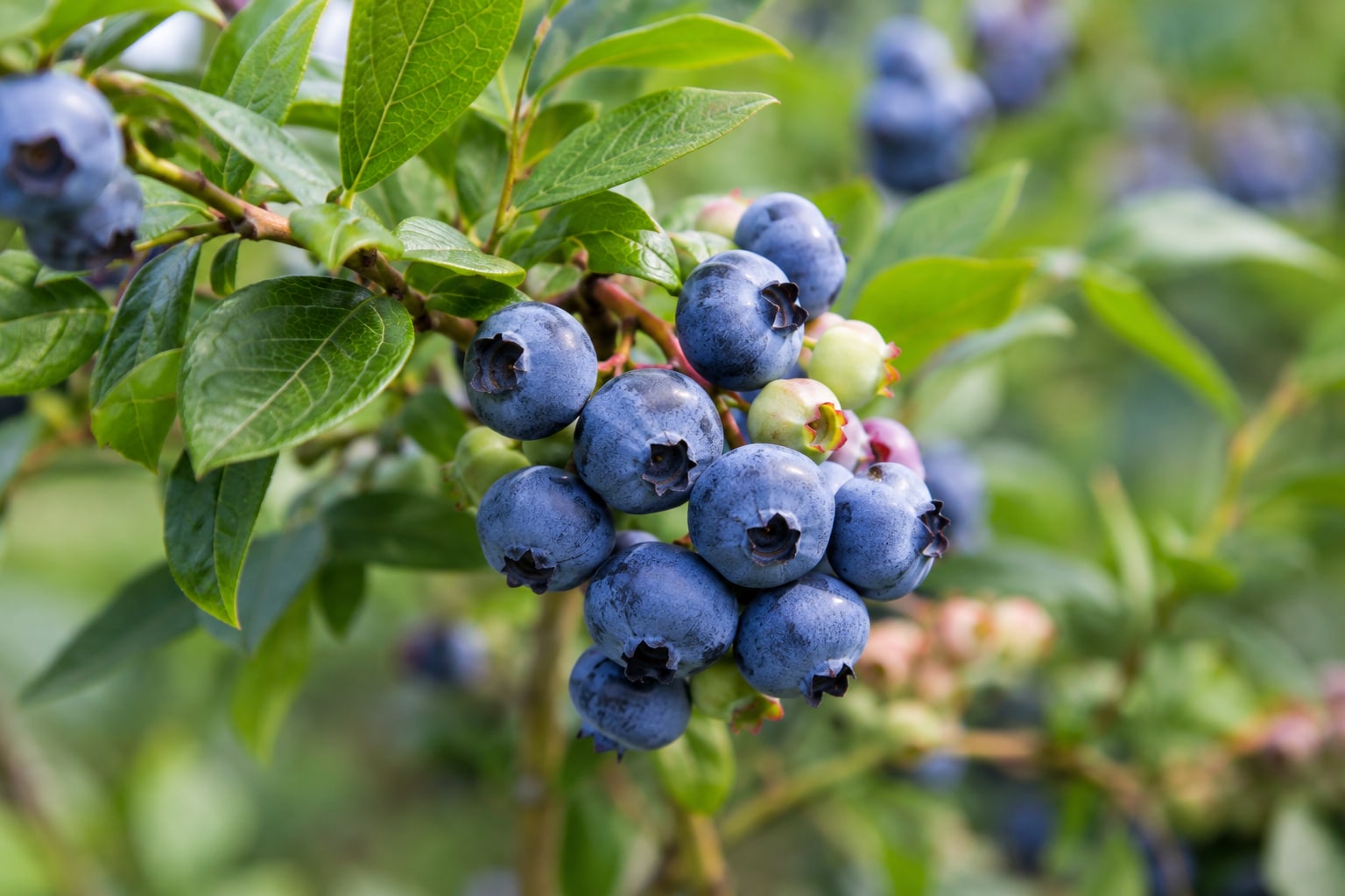 Ripe blue and unripe green blueberries growing among leaves on a bush